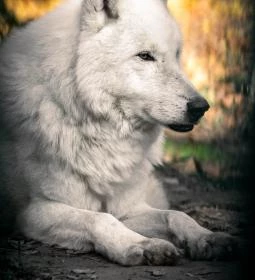 Kecskeméti Vadaskert