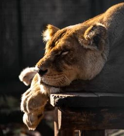 Kecskeméti Vadaskert