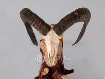 Ceglédi Természetrajzi Vadászati Múzeum és Oktatási Stúdió Cegléd