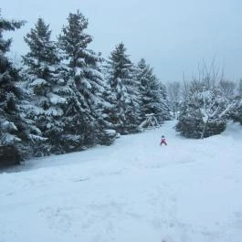 Fenyves Vendégház Csemő - Környék