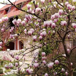 Club Dobogómajor Cserszegtomaj - Medence/kert