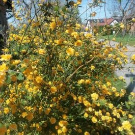 Kerka Vendégház Csesztreg - Egyéb