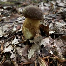 Kerka Vendégház Csesztreg - Egyéb