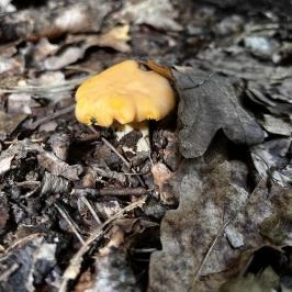 Kerka Vendégház Csesztreg - Egyéb