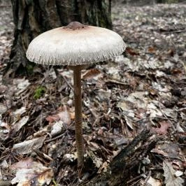 Kerka Vendégház Csesztreg - Egyéb