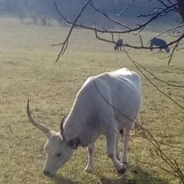 Kerka Vendégház Csesztreg - Egyéb