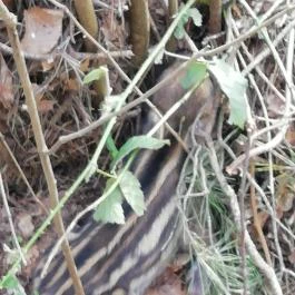 Kerka Vendégház Csesztreg - Egyéb