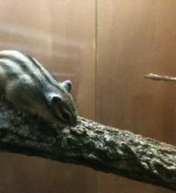 Pollushof Panzió étterme