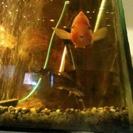 Pollushof Panzió étterme Csolnok - Egyéb