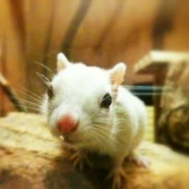 Pollushof Panzió étterme Csolnok - Egyéb