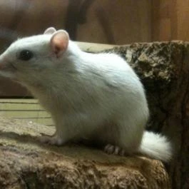 Pollushof Panzió étterme Csolnok - Egyéb