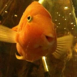 Pollushof Panzió étterme Csolnok - Egyéb