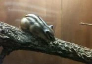 Pollushof Panzió Csolnok