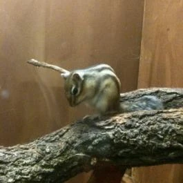 Pollushof Panzió Csolnok - Egyéb