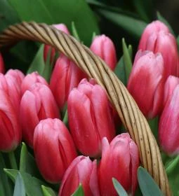 Tulipánszüret TulipGarden Csömödér