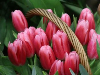 Csömödér - Tulipánszüret TulipGarden Csömödér