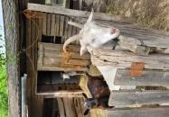 Csongrádi Várbirtok Csongrád