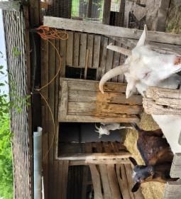 Csongrádi Várbirtok