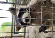 Csongrádi Várbirtok Csongrád