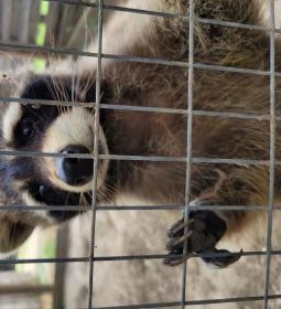 Csongrádi Várbirtok