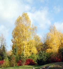 Kecskeméti Arborétum