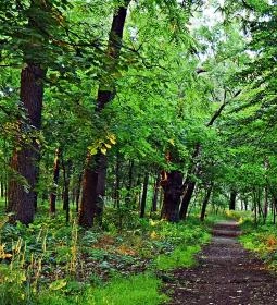 28. legjobb látnivaló: Debreceni Nagyerdő