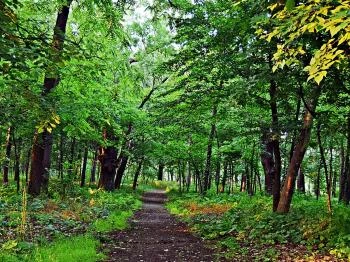 Debreceni Nagyerdő Debrecen