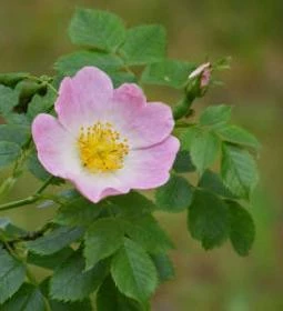 8. legjobb látnivaló: Egyetemi Botanikus Kert