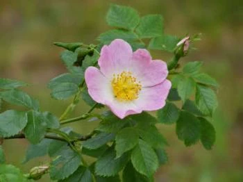 Egyetemi Botanikus Kert Debrecen