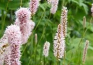 Egyetemi Botanikus Kert Debrecen