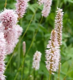 Egyetemi Botanikus Kert