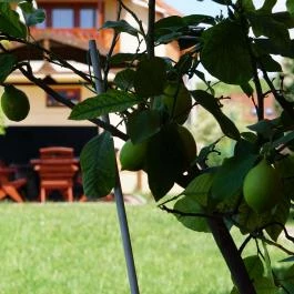 Fűzfa Vendégház Demjén - Egyéb