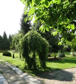 Varázsfa Vendégház