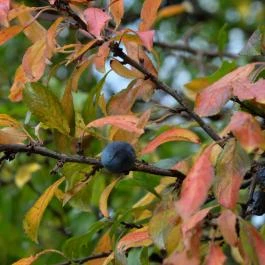 Majorka Vendégház Diósjenő - Medence/kert