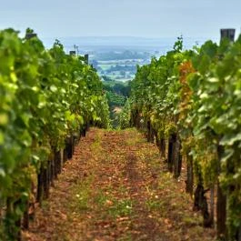 Somló-hegy Doba - Egyéb