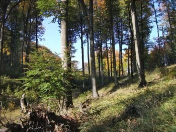 Thirring-körút Dobogókő