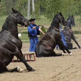 Lázár Lovaspark Domonyvölgy - Egyéb