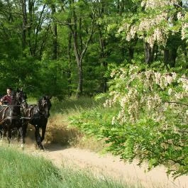 Lázár Lovaspark Domonyvölgy - Egyéb