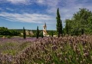 Dörgicse - Dörgicsei Levendula Major