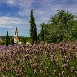 Dörgicsei Levendulamajor Dörgicse - Egyéb