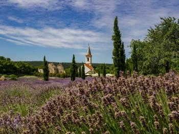 Dörgicsei Levendula Major Dörgicse Dörgicsei Levendula Major Dörgicse
