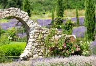 Dörgicsei Levendula Major Dörgicse Dörgicsei Levendula Major Dörgicse