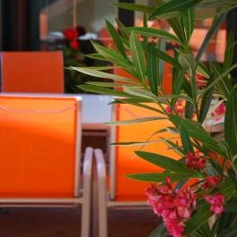 Bacchus Panzió Eger - Medence/kert