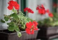 Csillagtúra Panzió Eger