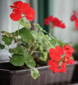 Csillagtúra Panzió