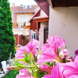 Csobogó Vendégház Eger - Egyéb