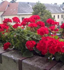 Minaret Vendégszoba