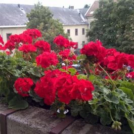 Minaret Vendégszoba Eger - Egyéb