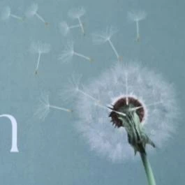 Pitypang Apartman Eger - Szobák