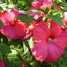 Welcome Vendégház Eger - Medence/kert